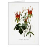 Aquilegia skinneri cards