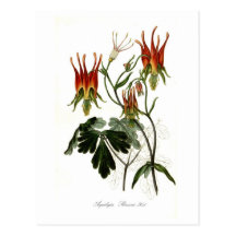 Aquilegia skinneri post cards