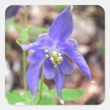 Aquilegia Sticker