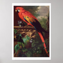 Ara d'écarlate dans un paysage (huile sur la toile posters