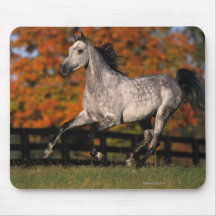 Arab Horse: Autumn 1 Mousepads