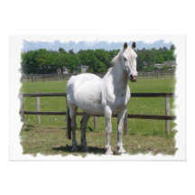 Arab Horse Invitation