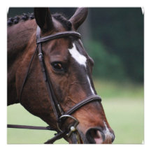 Arab Horse with White on Face Invitations