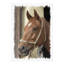 Arab Horses Invitation
