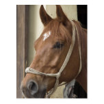 Arab Horses Postcard