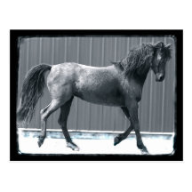 Arab Prance Postcards