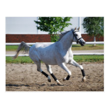 Arabian 1 post card