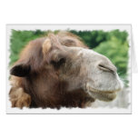 Arabian Camel Greeting Card