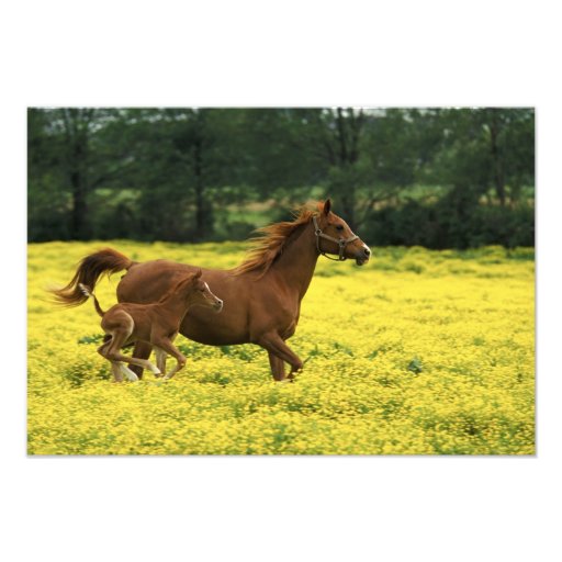 Arabian foal and mare running through art photo