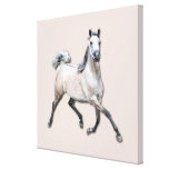 Arabian Horse - Alia Gallery Wrapped Canvas