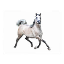 Arabian Horse - Alia Postcards