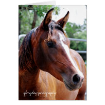 arabian horse head shot, glorydaysphotography greeting card