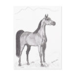 Arabian Horse in Pencil Postcards