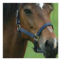 Arabian Horse Pictures Invitataion Invites