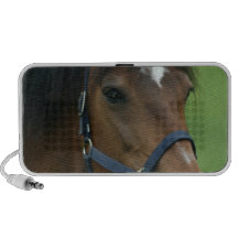 Arabian Horse Pictures Speakers