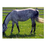 Arabian Horse Postcard