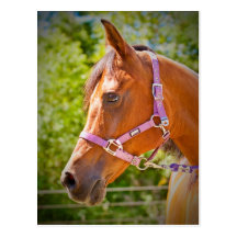 Arabian Horse Postcards