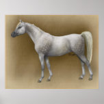 Arabian Horse Print