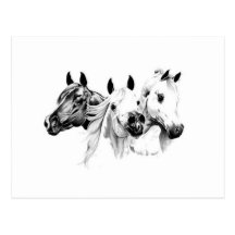 Arabian Horses Post Card
