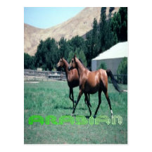 Arabian horse's post card