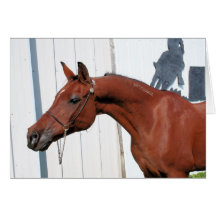 Arabian Mama Photo-26 Card