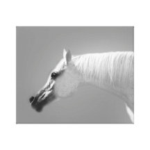 Arabian mare canvas print