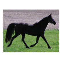 Arabian Profile Postcards
