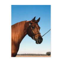 Arabian Show Horse Post Card