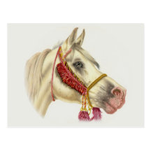 Arabian Stallion Postcards