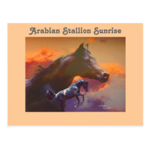 Arabian Stallion Sunrise Postcard