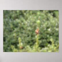 Arachnid Print