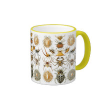 Arachnida (Spiders), Ernst Haeckel Mug