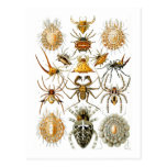 Arachnida (Spiders), Ernst Haeckel Postcard