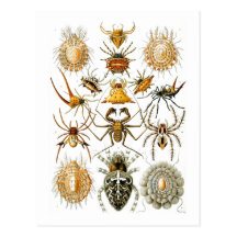 Arachnida (Spiders), Ernst Haeckel Postcard