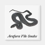 Arafura File Snake Square Magnet