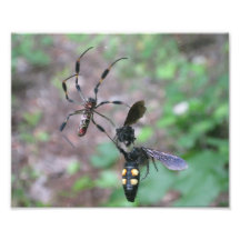 Araignée de chasse photographie