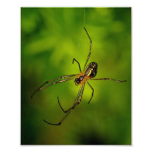 araignée Long-à mâchoire de tisserand de globe Tirages Photo