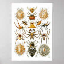 Araignées, Ernst Haeckel Posters