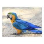 Arara, the real Carioca, Rio de Janeiro Citizen postcards