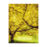 Arboretum Trees Postcard