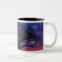 Arbre africain de baobab, digitata d'Adansonia, 2 Tasse À Café
