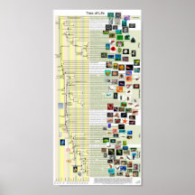 Arbre d'affiche d'évolution de la vie