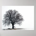 arbre dans la neige posters