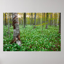 Arbre de bouleau il bois de Trillium Posters