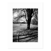 Arbre de Culver Cartes Postales
