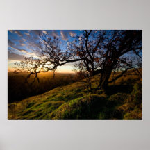 Arbre de la vie de Sun Posters