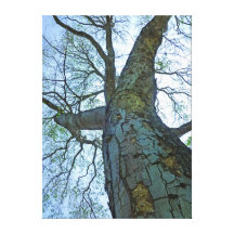 Arbre d'Earpod Toiles Tendues