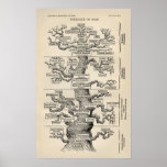 Arbre d'Ernst Haeckel le "de la vie " Poster