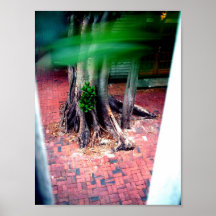 arbre des briques posters