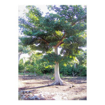 Arbre des invitations Sagesse-personnalisées